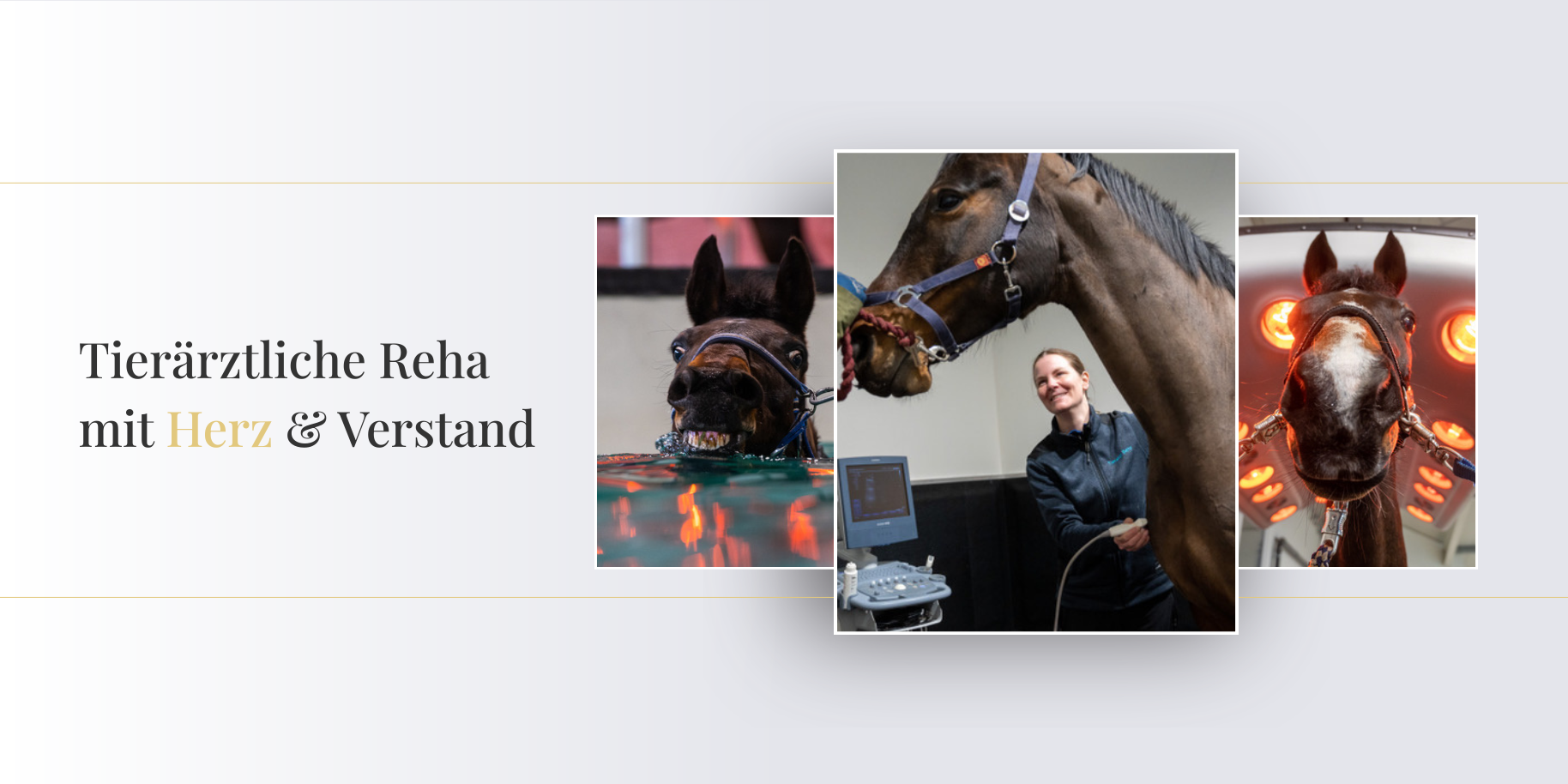 Teaserbild Tierärztliches Rehazentrum Benz GmbH